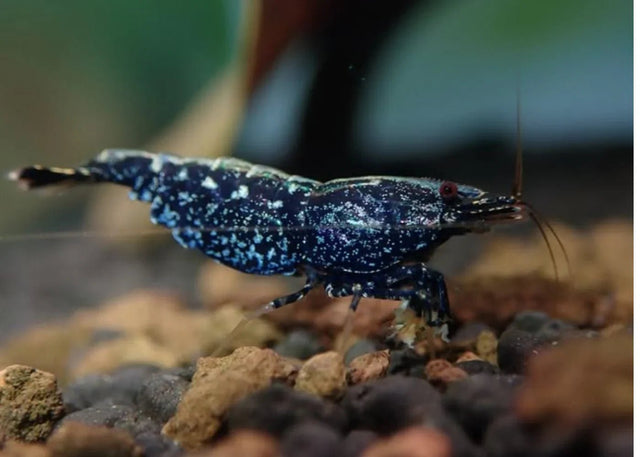Freshwater Aquarium Shrimp - Nano Tanks Australia