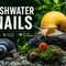 Freshwater Snails - Nano Tanks Australia