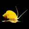 Snails - Mystery - Nano Tanks Australia Aquarium Shop