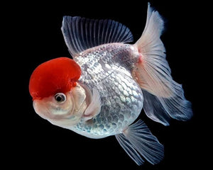 Goldfish - Nano Tanks Australia