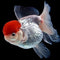 Goldfish - Nano Tanks Australia