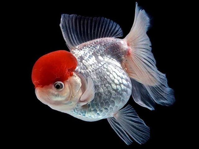 Goldfish - Nano Tanks Australia
