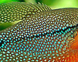 Gourami and Paradise Fish - Nano Tanks Australia Aquarium Shop