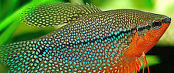 Gourami and Paradise Fish - Nano Tanks Australia Aquarium Shop