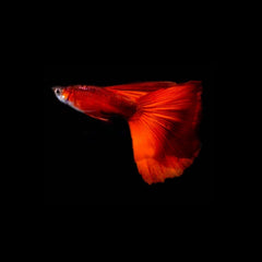 Guppies and Endlers - Nano Tanks Australia Aquarium Shop