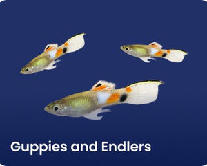 Guppies and Endlers - Nano Tanks Australia Aquarium Shop