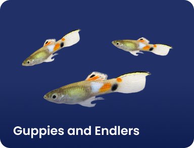 Guppies and Endlers - Nano Tanks Australia Aquarium Shop
