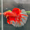 Halfmoon Bettas - Nano Tanks Australia Aquarium Shop