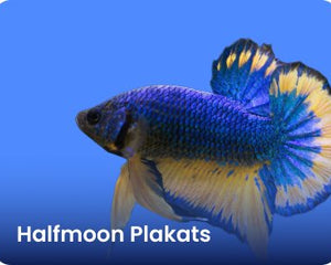 Halfmoon Plakats - Nano Tanks Australia Aquarium Shop