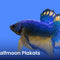 Halfmoon Plakats - Nano Tanks Australia Aquarium Shop