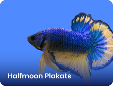 Halfmoon Plakats - Nano Tanks Australia Aquarium Shop