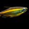 Tetras - Nano Tanks Australia Aquarium Shop
