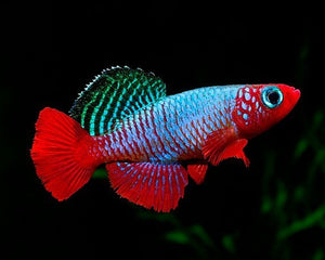 Killifish (Aphyosemion, Panchax, Northos) - Nano Tanks Australia
