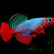 Killifish (Aphyosemion, Panchax, Northos) - Nano Tanks Australia
