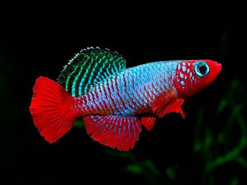 Killifish (Aphyosemion, Panchax, Northos) - Nano Tanks Australia
