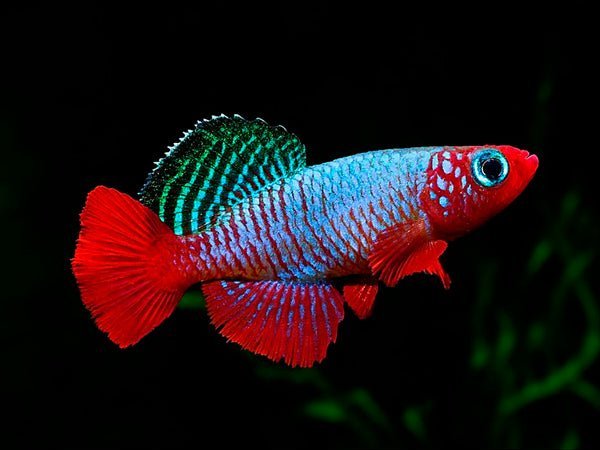 Killifish (Aphyosemion, Panchax, Northos) - Nano Tanks Australia