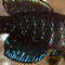 Killifish (Aphyosemion, Panchax, Northos) - Nano Tanks Australia Aquarium Shop