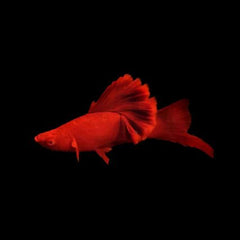 Livebearers (Platies, Swordtails, Mollies and etc) - Nano Tanks Australia
