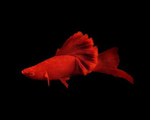 Livebearers (Platies, Swordtails, Mollies and etc) - Nano Tanks Australia