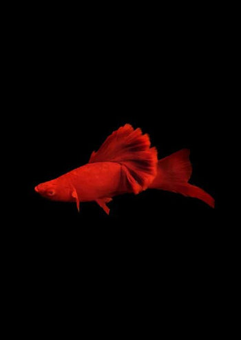 Livebearers (Platies, Swordtails, Mollies and etc) - Nano Tanks Australia