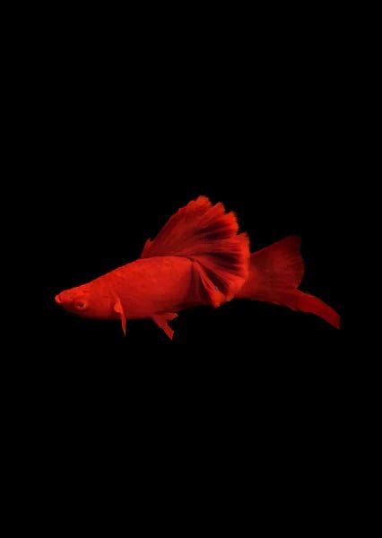 Livebearers (Platies, Swordtails, Mollies and etc) - Nano Tanks Australia
