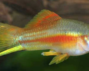 Livebearers (Platies, Swordtails, Mollies and etc) - Nano Tanks Australia Aquarium Shop