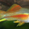 Livebearers (Platies, Swordtails, Mollies and etc) - Nano Tanks Australia Aquarium Shop