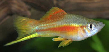 Livebearers (Platies, Swordtails, Mollies and etc) - Nano Tanks Australia Aquarium Shop