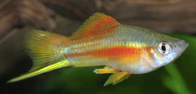 Livebearers (Platies, Swordtails, Mollies and etc) - Nano Tanks Australia Aquarium Shop