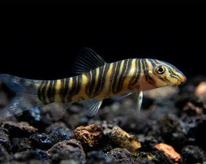 Loaches - Nano Tanks Australia
