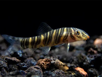 Loaches - Nano Tanks Australia