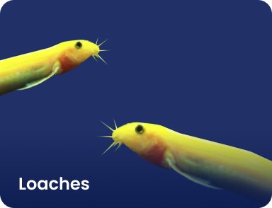 Loaches - Nano Tanks Australia Aquarium Shop