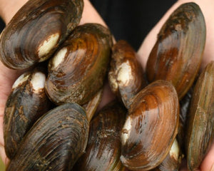 Mussels - Nano Tanks Australia Aquarium Shop