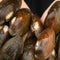 Mussels - Nano Tanks Australia Aquarium Shop