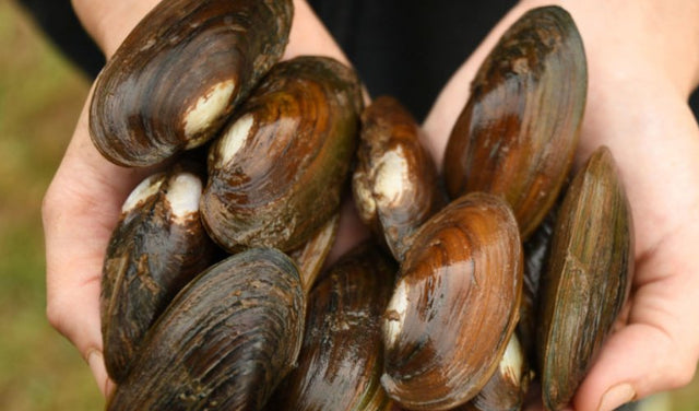 Mussels - Nano Tanks Australia Aquarium Shop