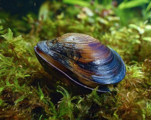 Mussels - Nano Tanks Australia