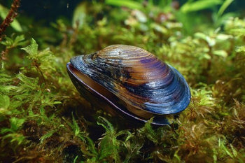 Mussels - Nano Tanks Australia