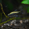 Tetras - Nano Tanks Australia Aquarium Shop
