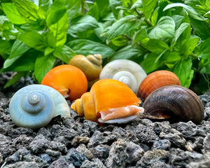 MYSTERY SNAILS - Nano Tanks Australia