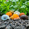 MYSTERY SNAILS - Nano Tanks Australia
