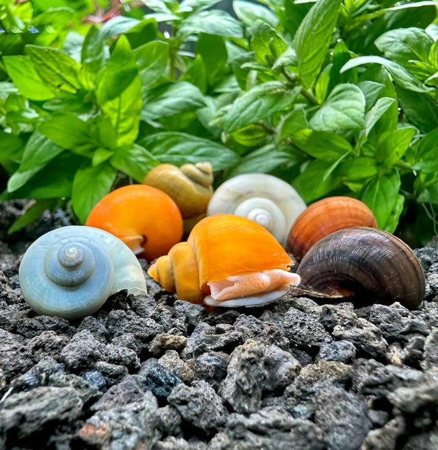 MYSTERY SNAILS - Nano Tanks Australia