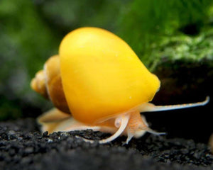 Mystery Snails - Nature's Vibrant Aquarium Vacuum Cleaners - Nano Tanks Australia