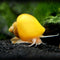 Mystery Snails - Nature's Vibrant Aquarium Vacuum Cleaners - Nano Tanks Australia