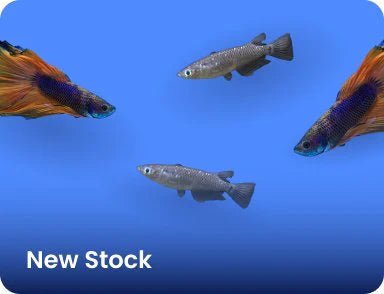 New Releases - Nano Tanks Australia Aquarium Shop