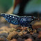 Shrimps - Nano Tanks Australia Aquarium Shop
