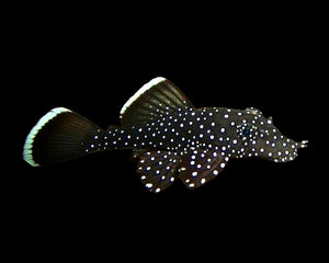 Plecos, Bristlenose, Whiptails and L Numbers - Nano Tanks Australia