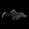 Plecos, Bristlenose, Whiptails and L Numbers - Nano Tanks Australia