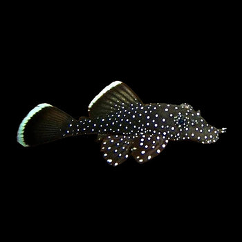 Plecos, Bristlenose, Whiptails and L Numbers - Nano Tanks Australia
