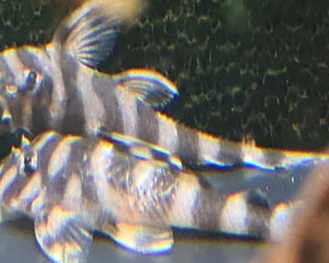 Plecos, Bristlenose, Whiptails and L Numbers - Nano Tanks Australia Aquarium Shop