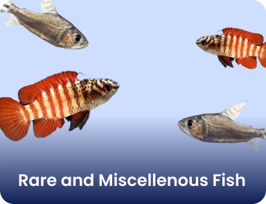 Rare and Miscellenous Fish – Nano Tanks Australia Aquarium Shop